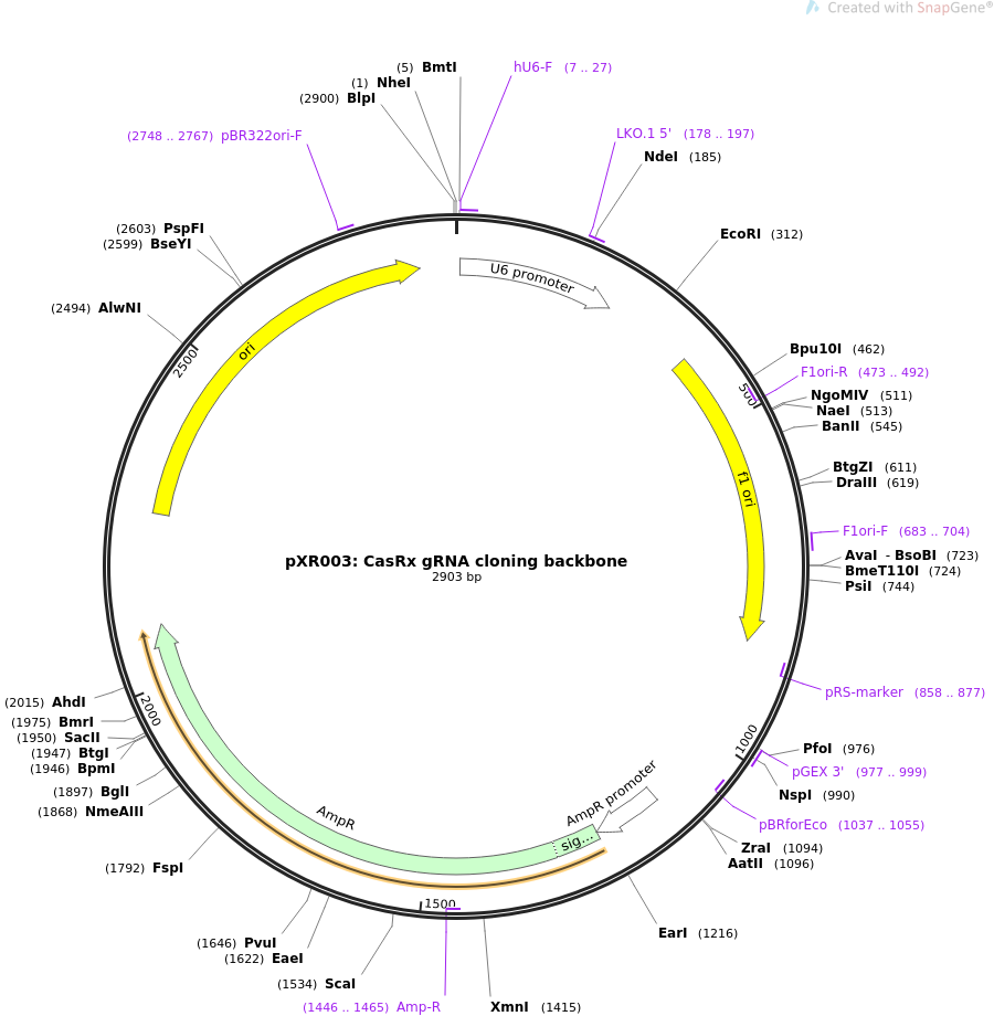pXR003CasRx gRNA cloning backbone质粒图谱